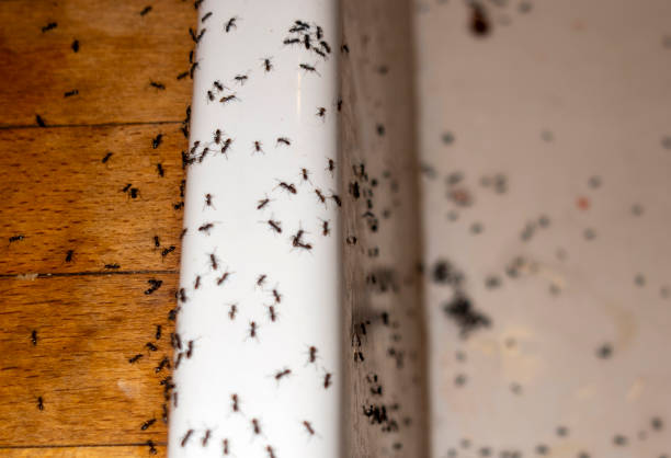 Best Exterminator Services  in Highwood, IL